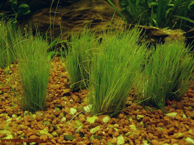Dwarf Hairgrass